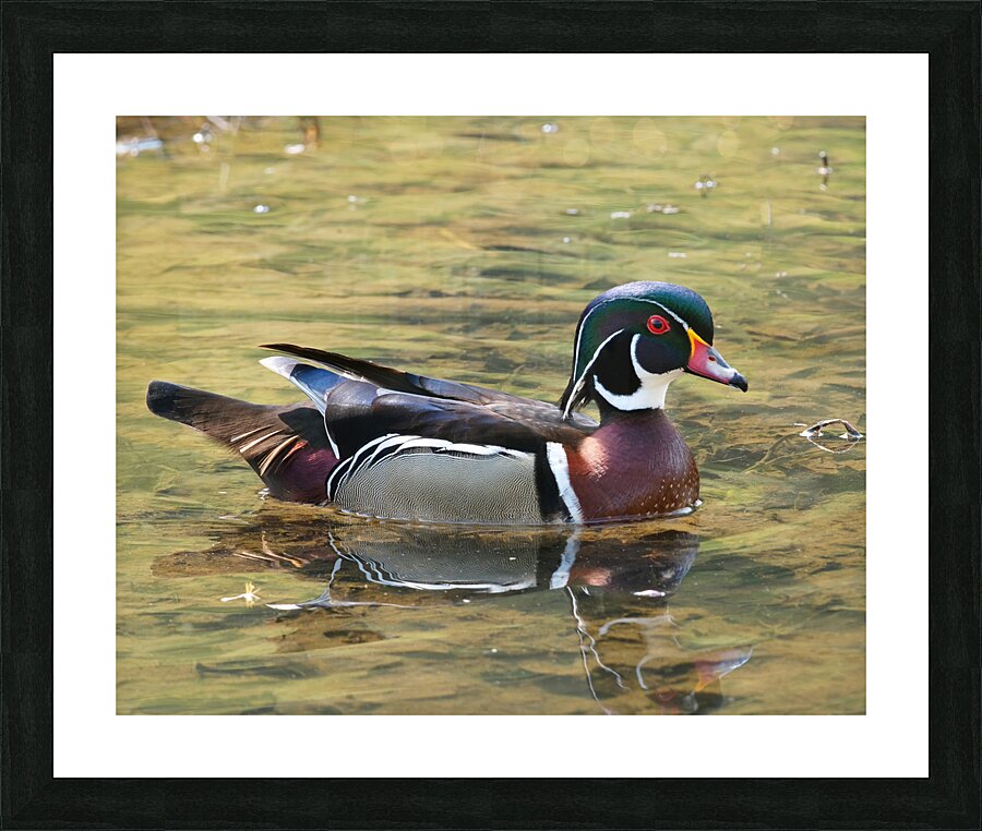 Waterfowl 105 Picture Frame print
