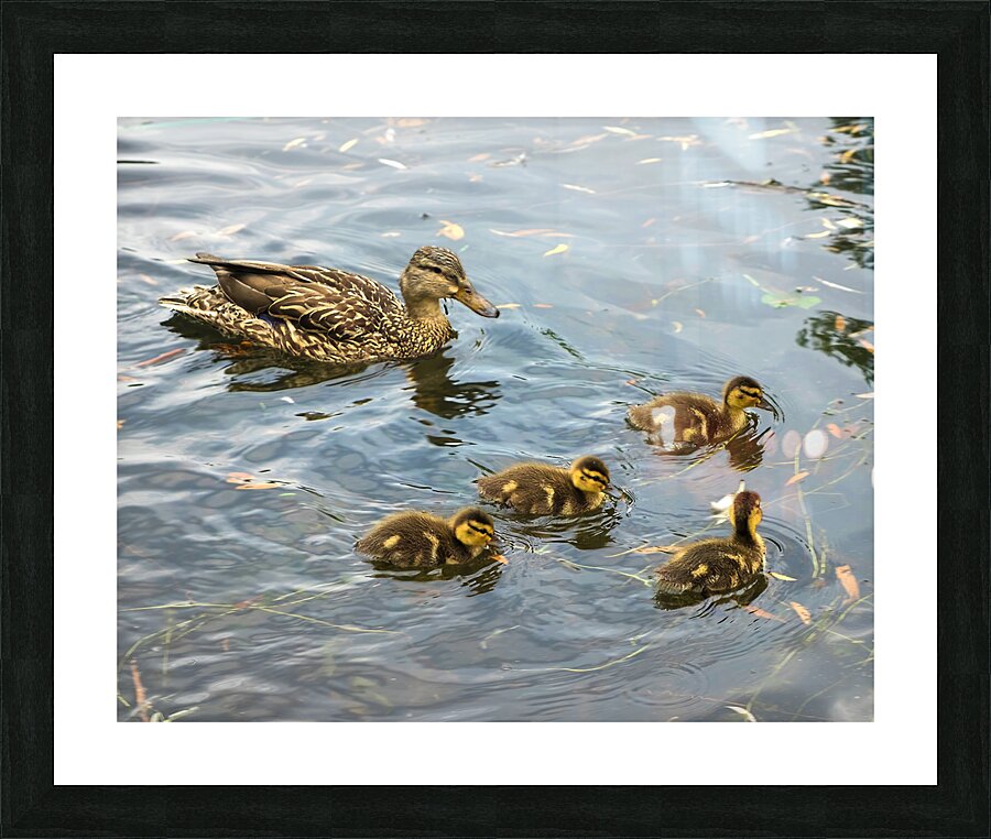 Waterfowl 108 Picture Frame print