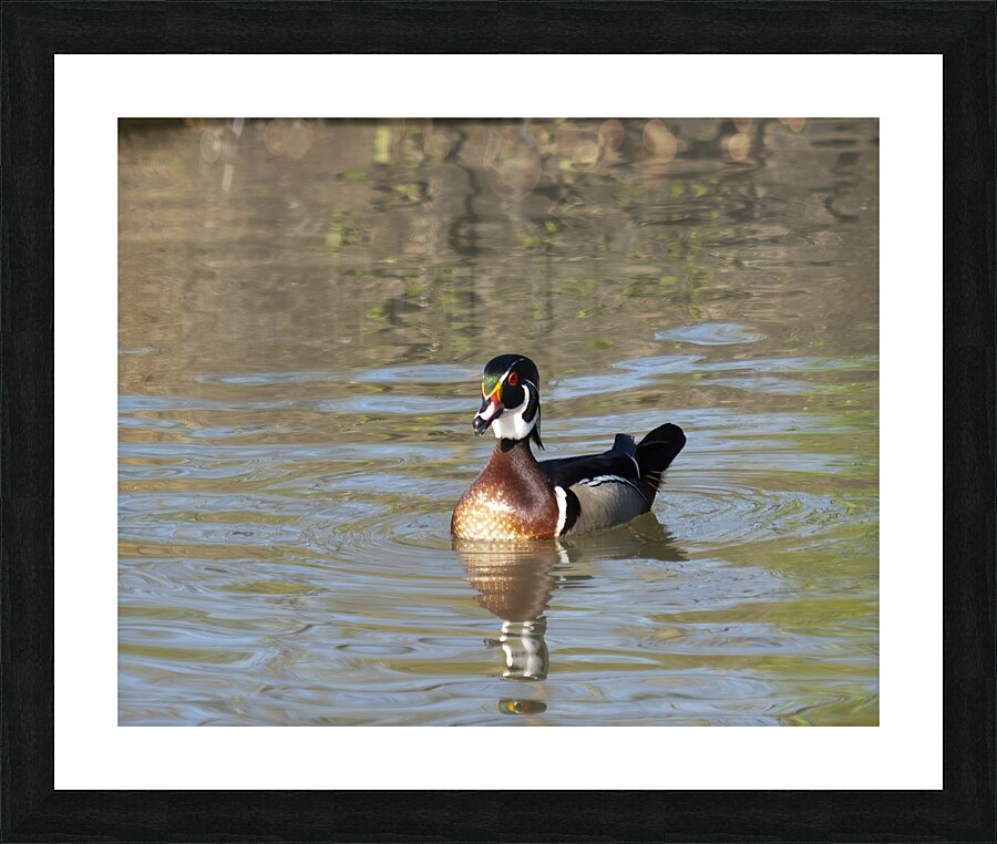 Waterfowl 110 Picture Frame print