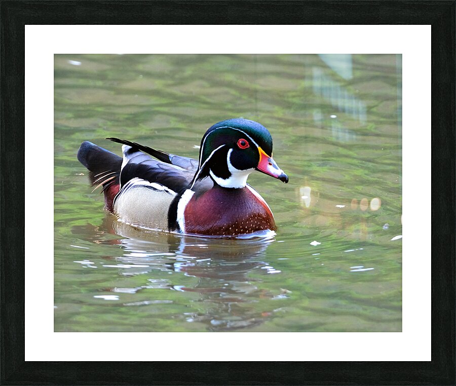Waterfowl 111 Picture Frame print