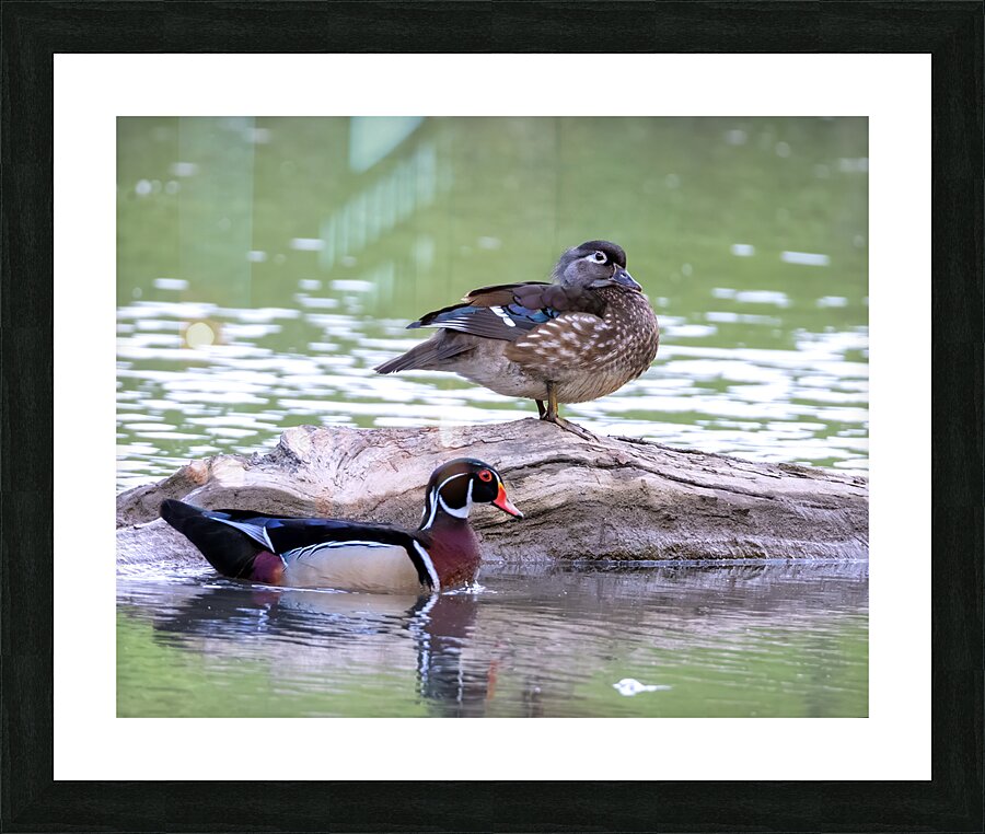 Waterfowl 112 Picture Frame print