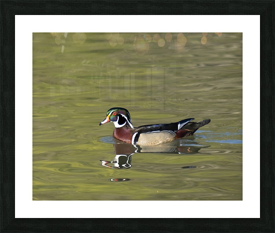 Waterfowl 113 Picture Frame print