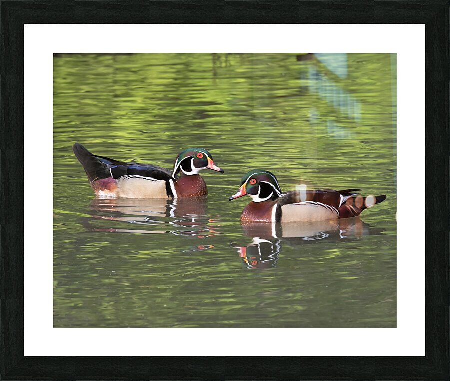 Waterfowl 115 Picture Frame print