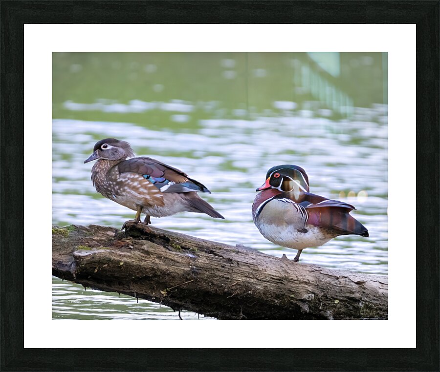 Waterfowl 117 Picture Frame print