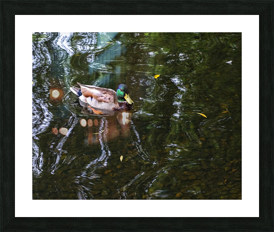 Waterfowl122 Picture Frame print