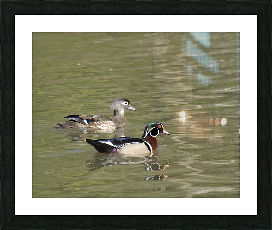 Waterfowl 124 Picture Frame print