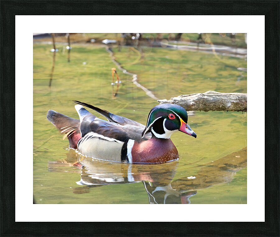 Waterfowl 129 Picture Frame print