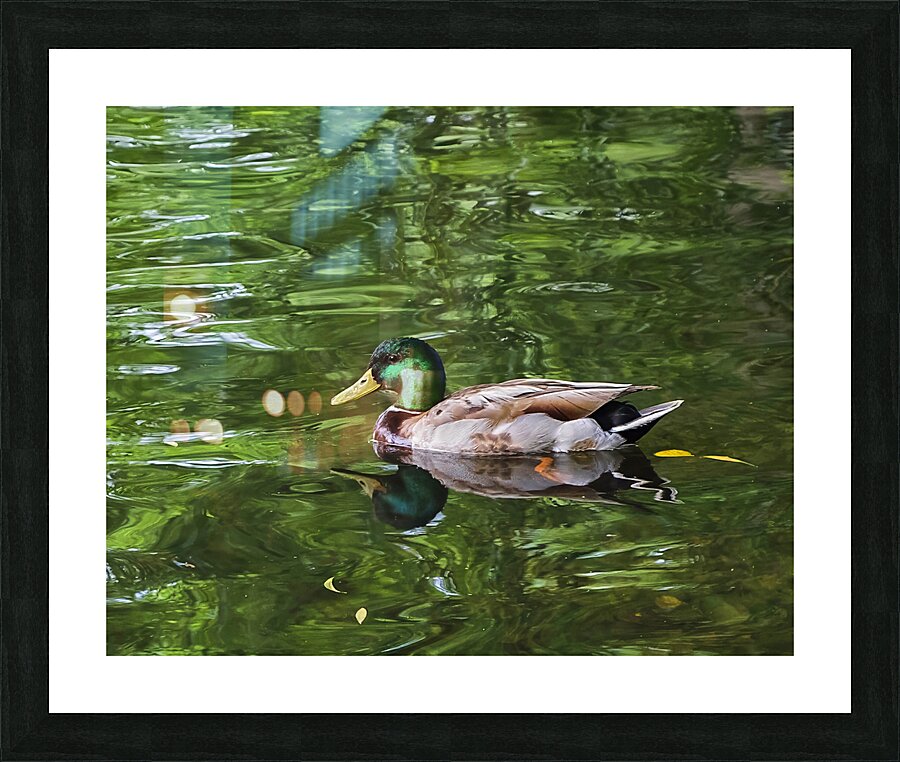 Waterfowl 137 Picture Frame print