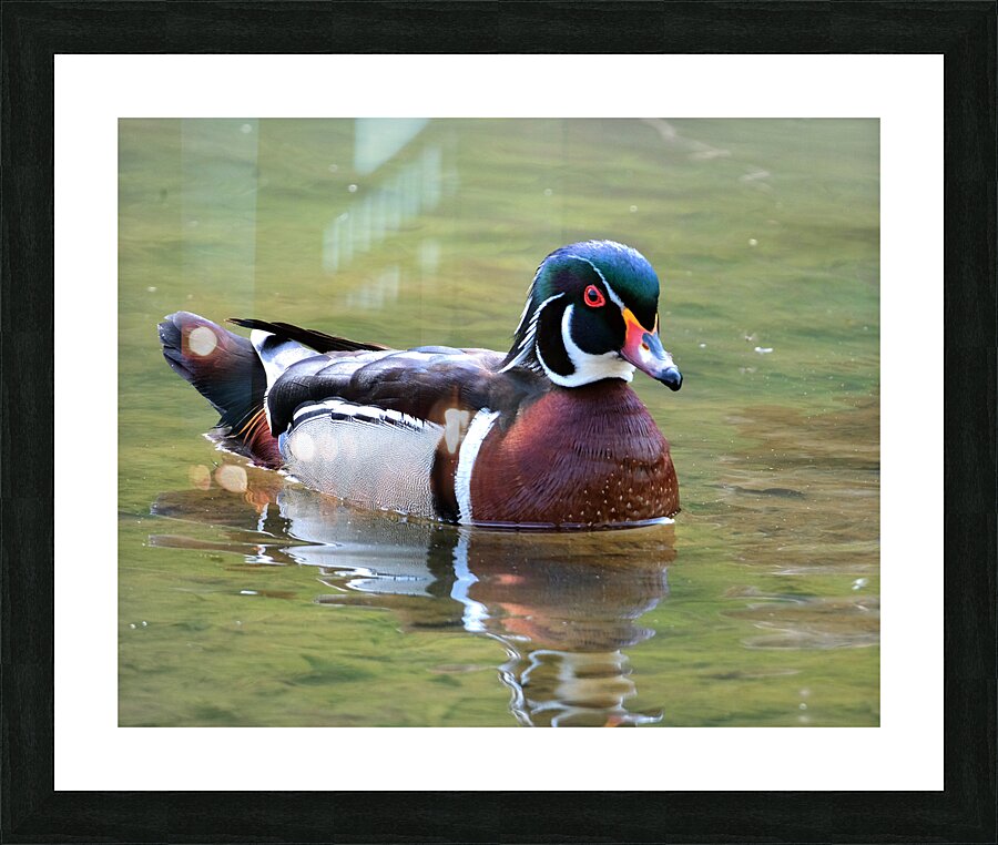 Waterfowl 142 Picture Frame print
