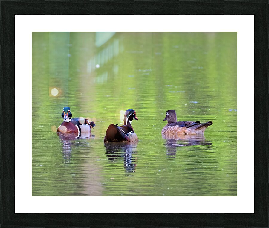 Waterfowl 145 Picture Frame print
