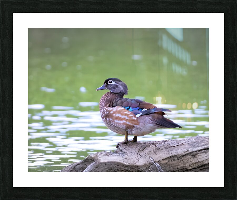 Waterfowl 147 Picture Frame print