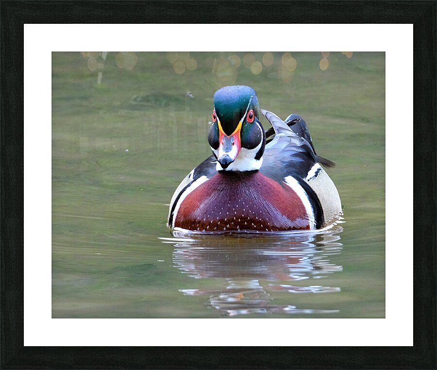 Waterfowl 148 Picture Frame print