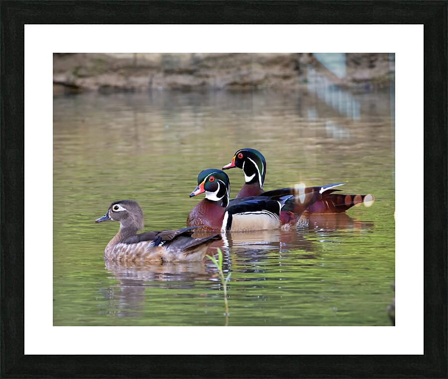 Waterfowl 149 Picture Frame print