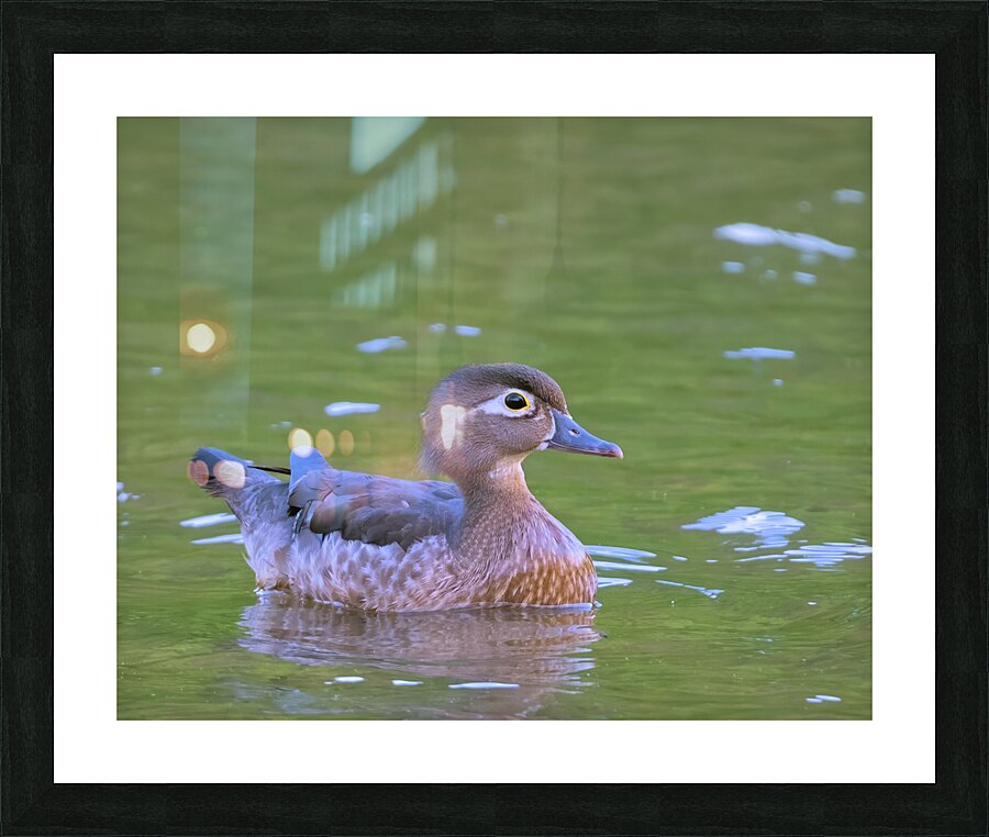 Waterfowl 150 Picture Frame print
