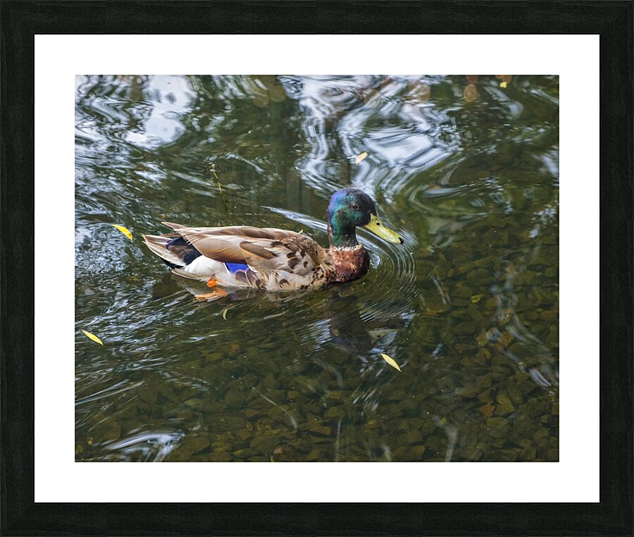 Waterfowl 151 Picture Frame print