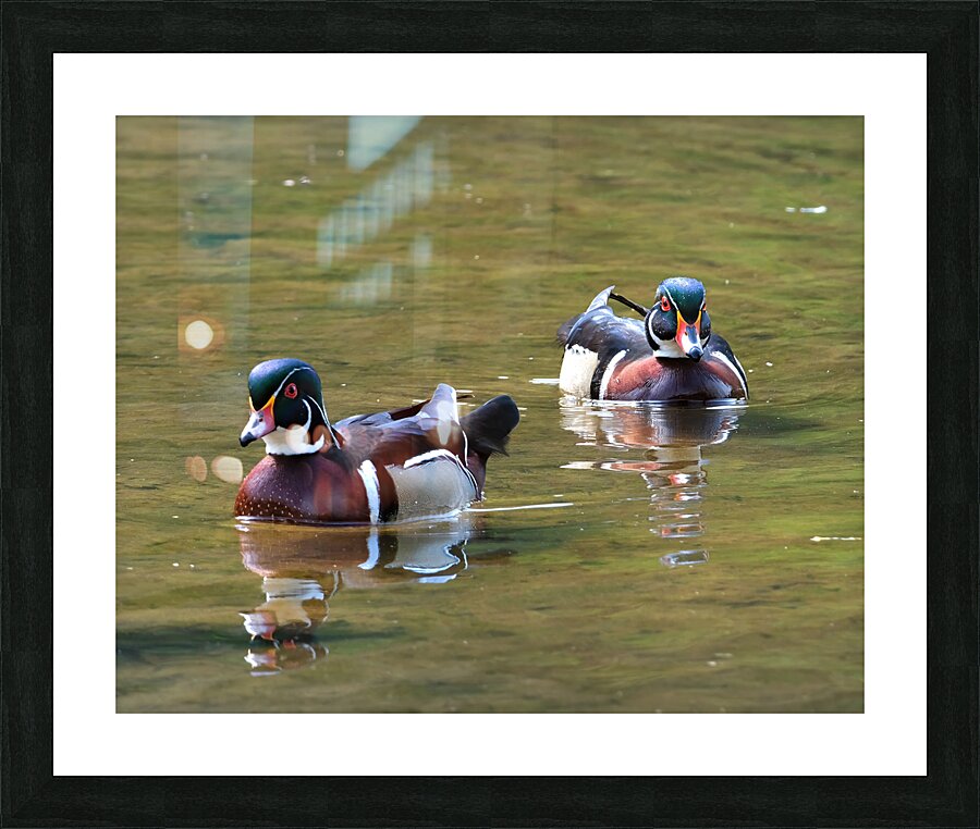 Waterfowl 152 Picture Frame print