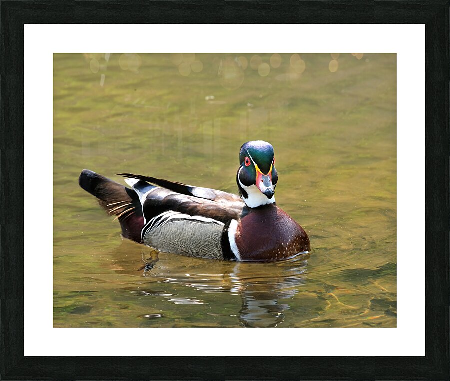 Waterfowl 153 Picture Frame print