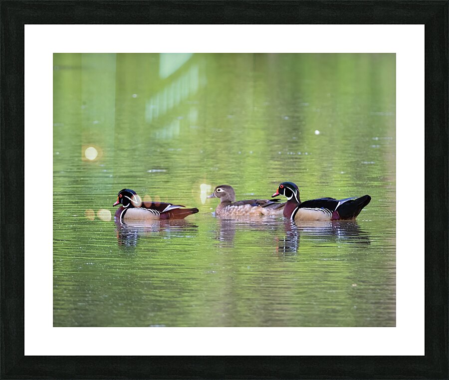 Waterfowl 154 Picture Frame print