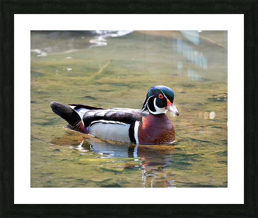 Waterfowl 155 Picture Frame print