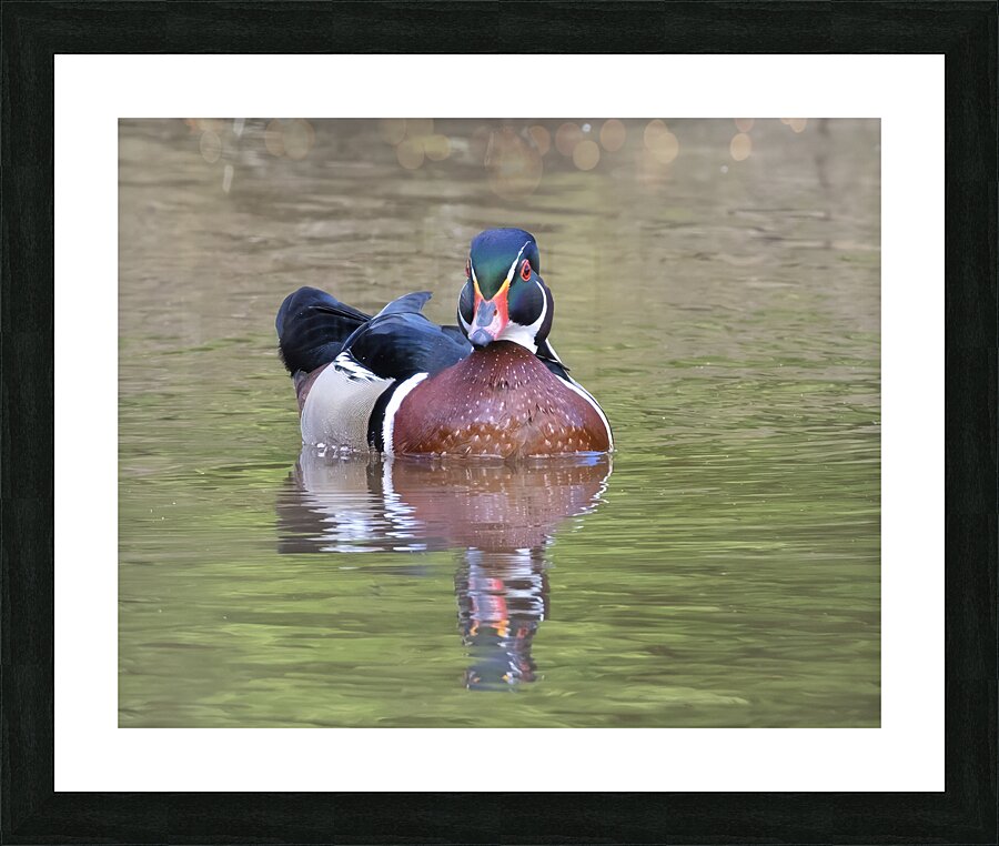 Waterfowl 156 Picture Frame print