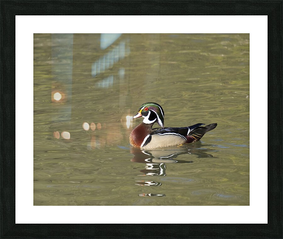 Waterfowl 157 Picture Frame print
