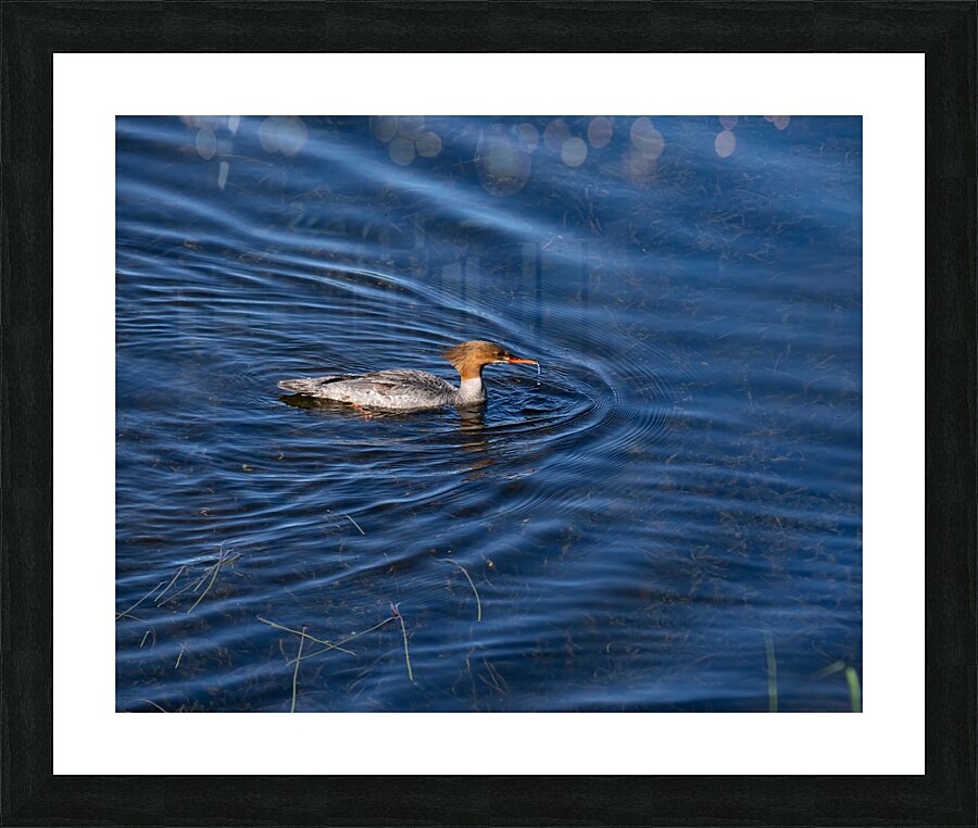 Waterfowl 158 Picture Frame print