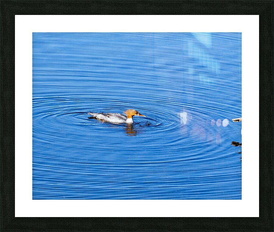 Waterfowl 159 Picture Frame print