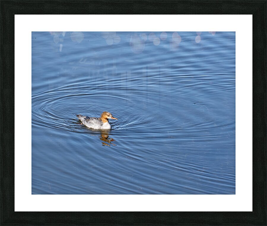 Waterfowl 161 Picture Frame print