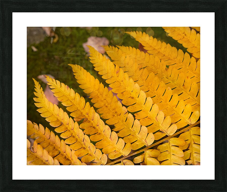Abstract  36 Picture Frame print