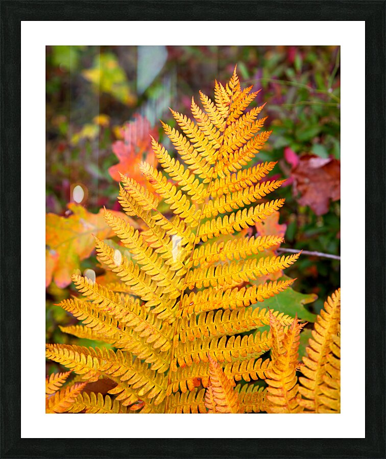 Abstract  46 Picture Frame print