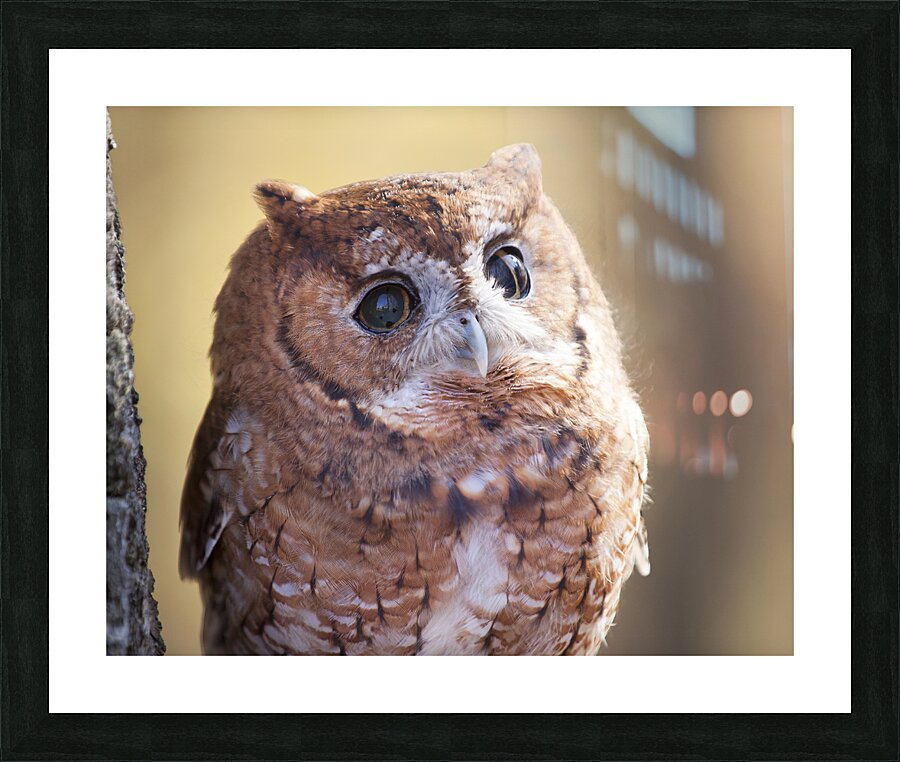 Birds  1 Picture Frame print