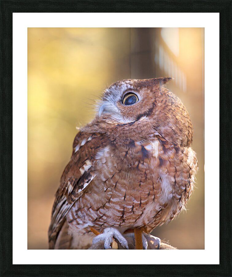 Birds  2 Picture Frame print