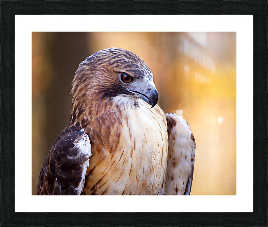 Birds  3 Picture Frame print