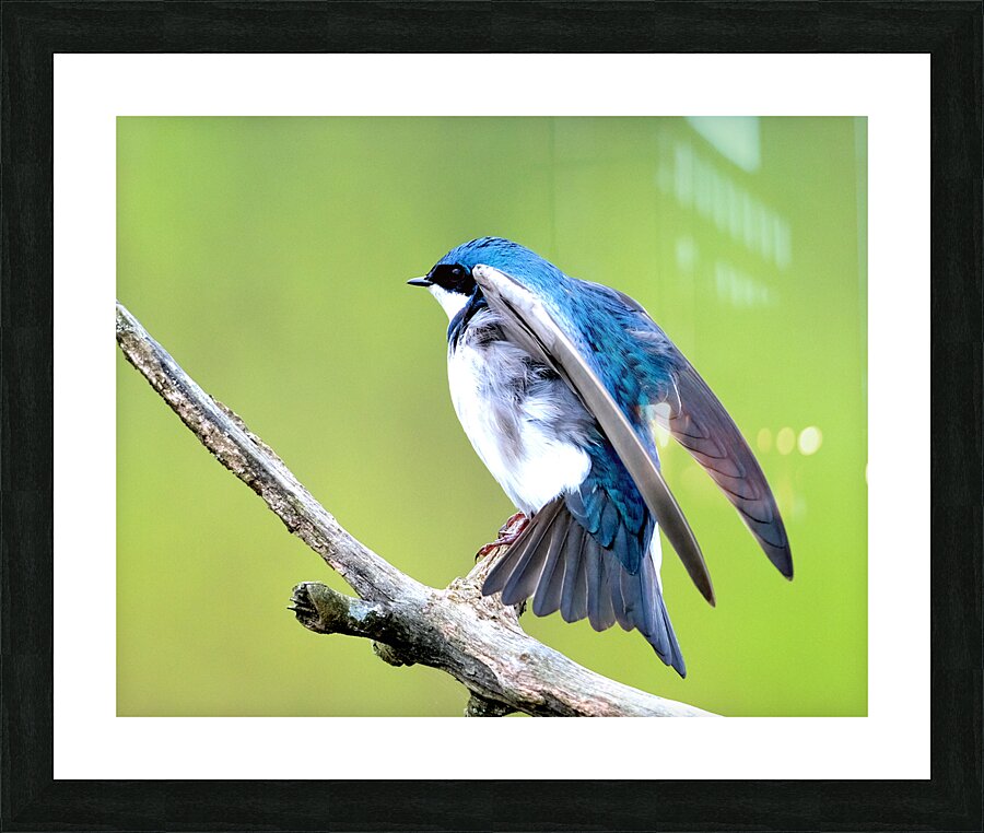 Birds  4 Picture Frame print