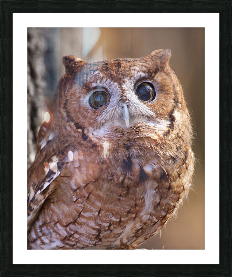 Birds  5 Picture Frame print