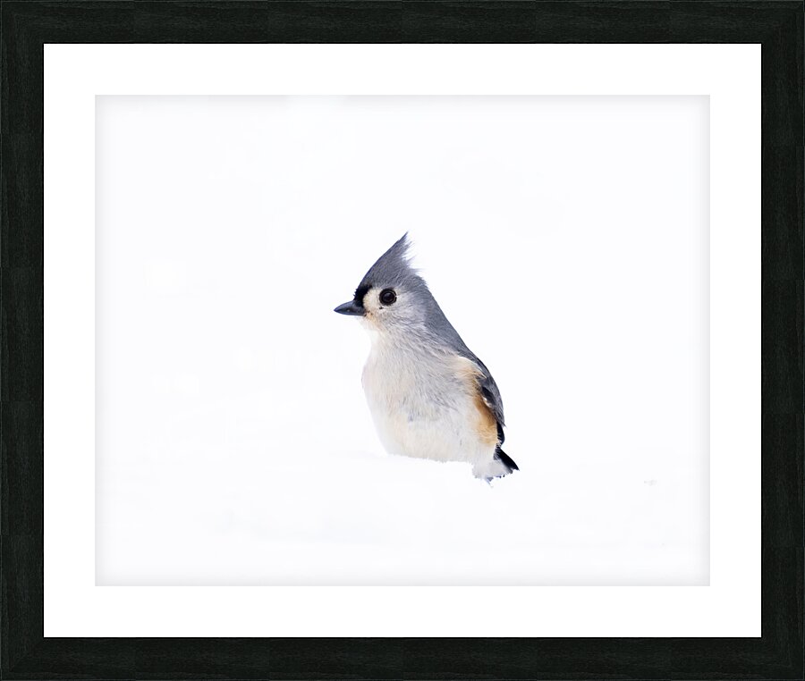 Birds  6 Picture Frame print