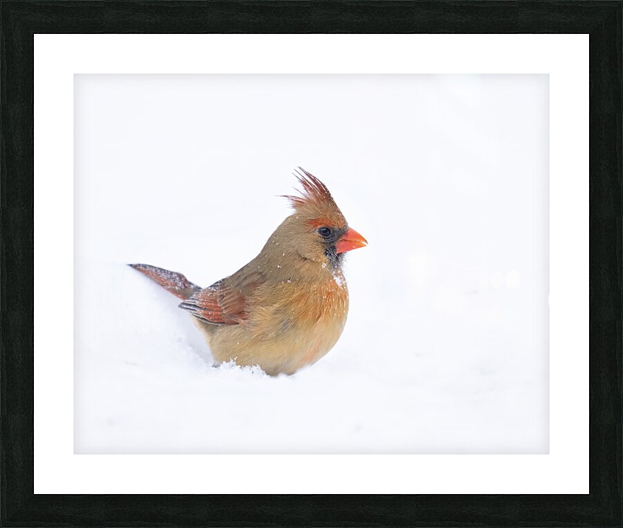 Birds  7 Picture Frame print