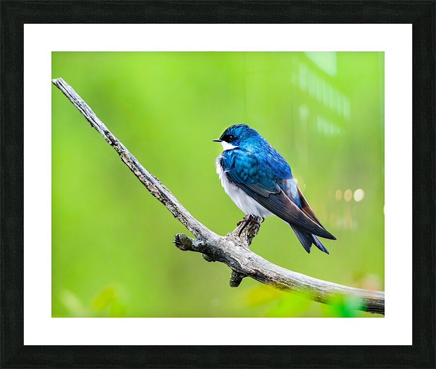 Birds  8 Picture Frame print