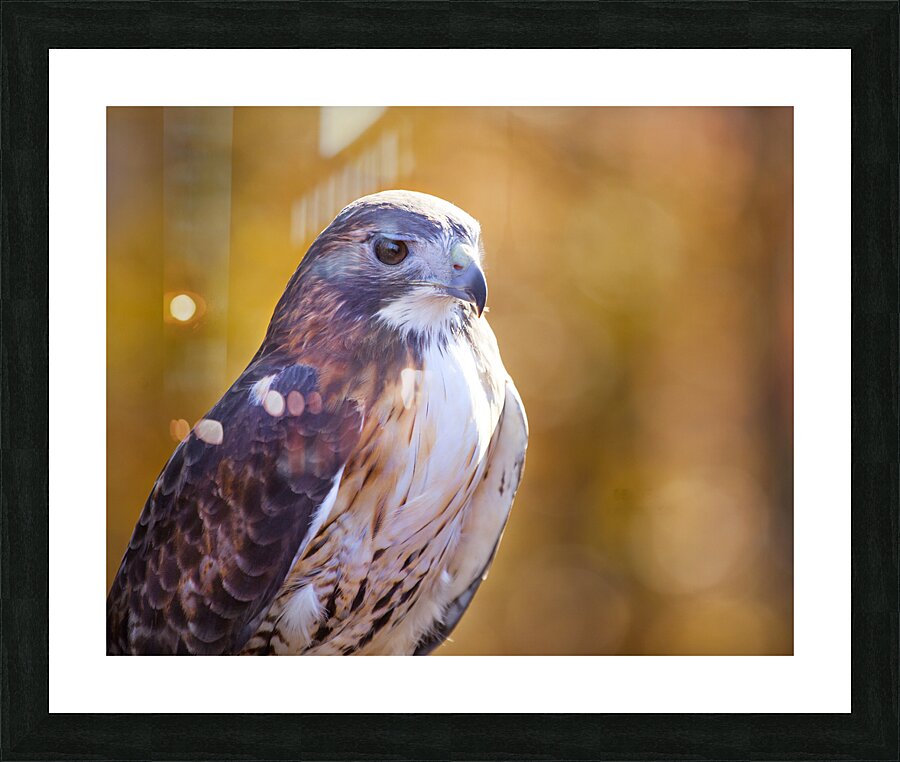 Birds  9 Picture Frame print