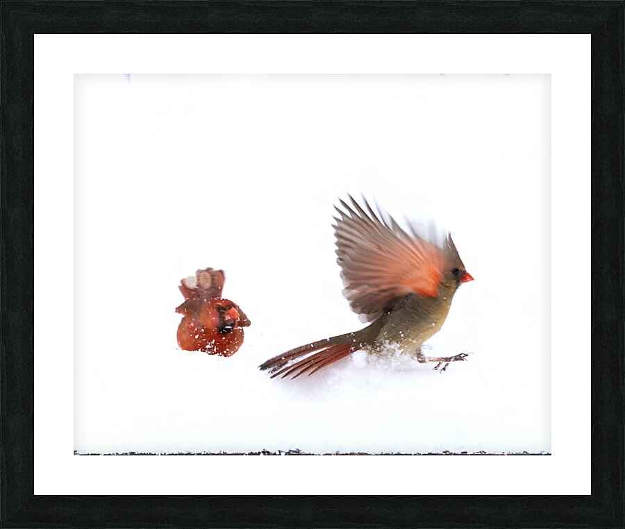 Birds  10 Picture Frame print