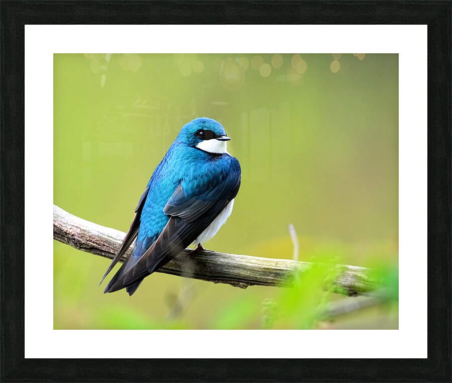 Birds  13 Picture Frame print