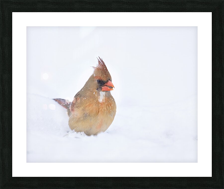 Birds  14 Picture Frame print