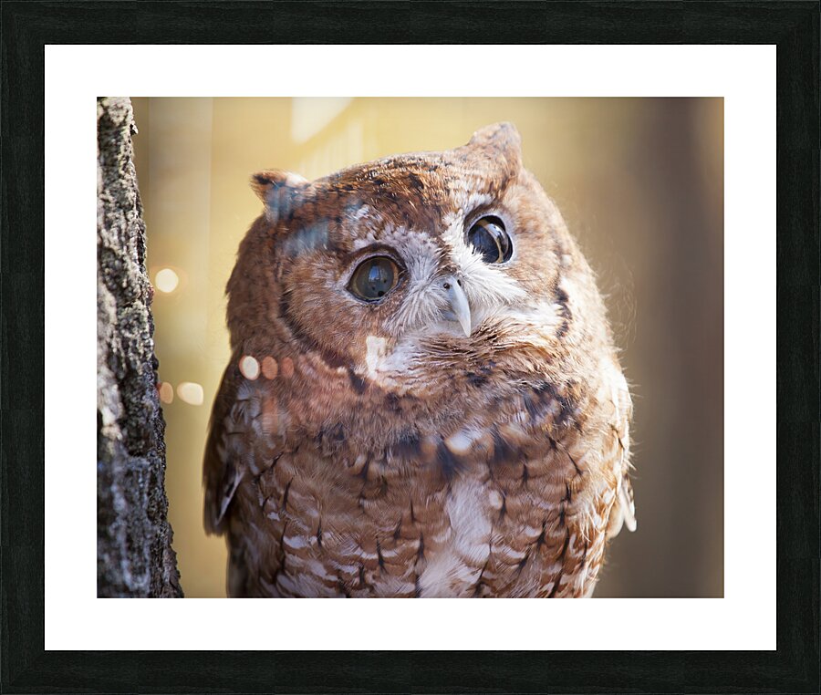 Birds  15 Picture Frame print