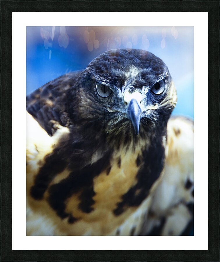 Birds  16 Picture Frame print