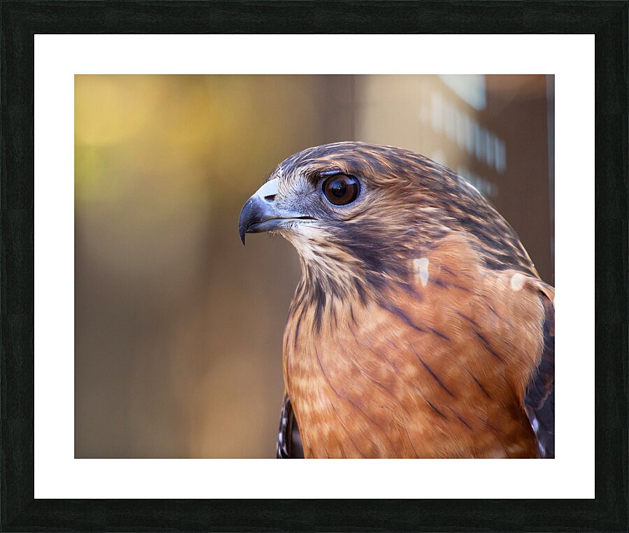 Birds  17 Picture Frame print