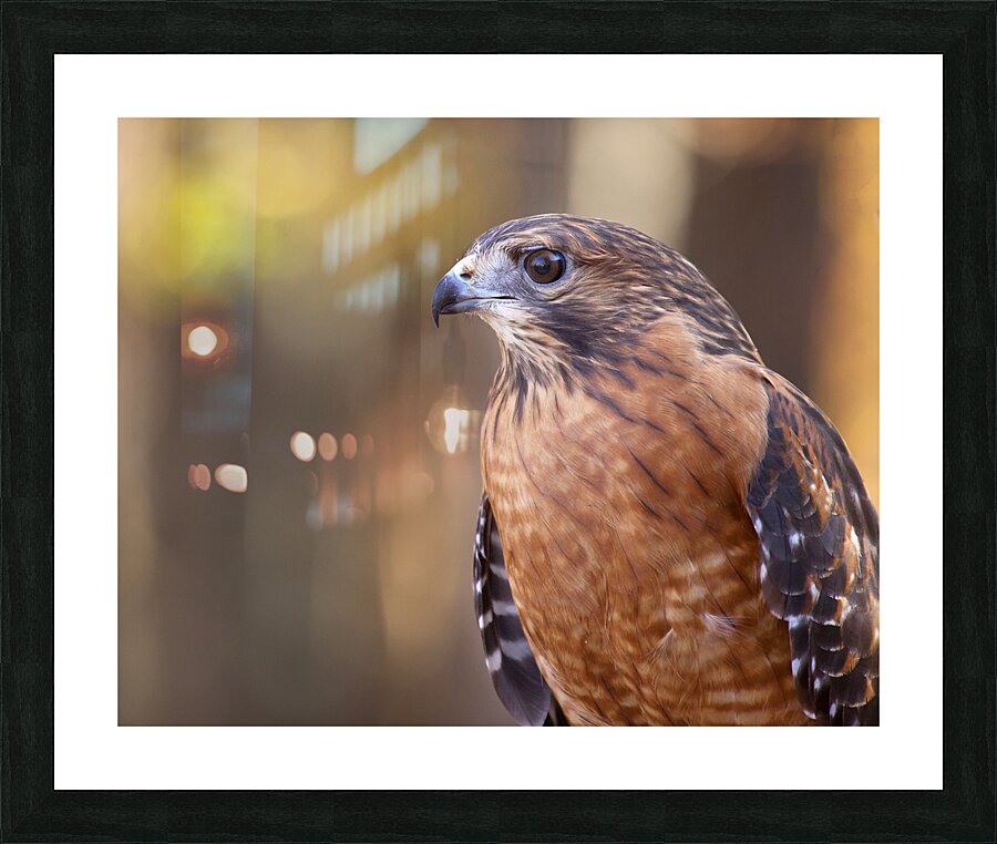 Birds  18 Picture Frame print