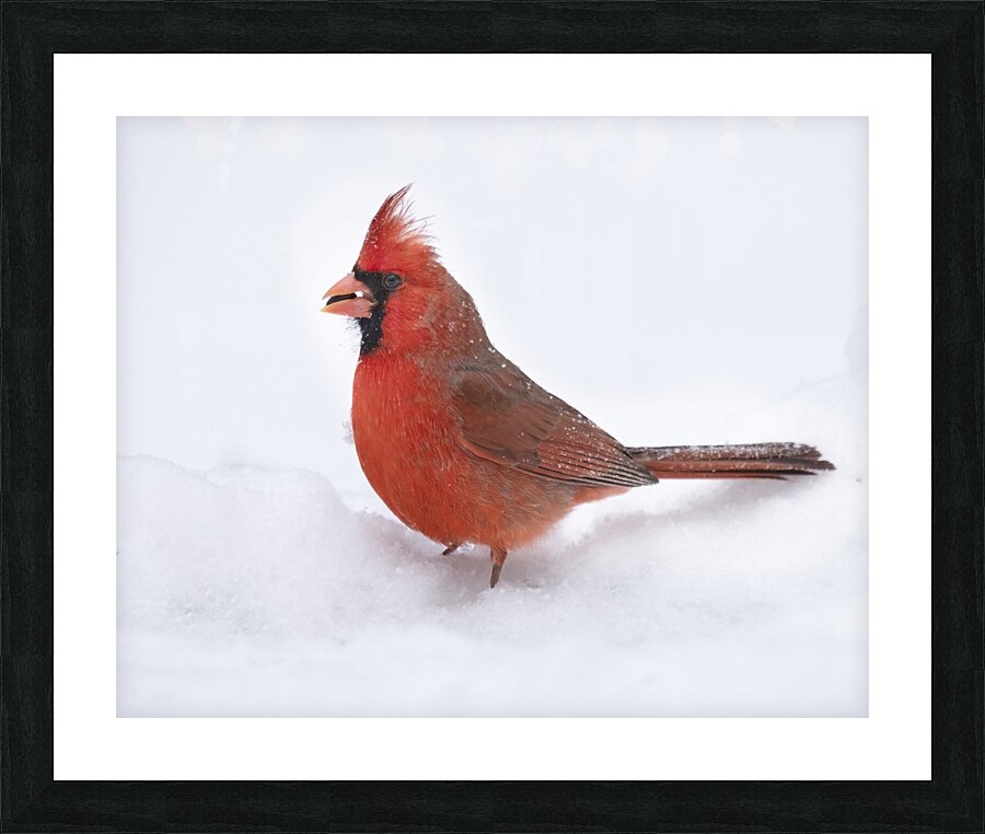 Birds  19 Picture Frame print