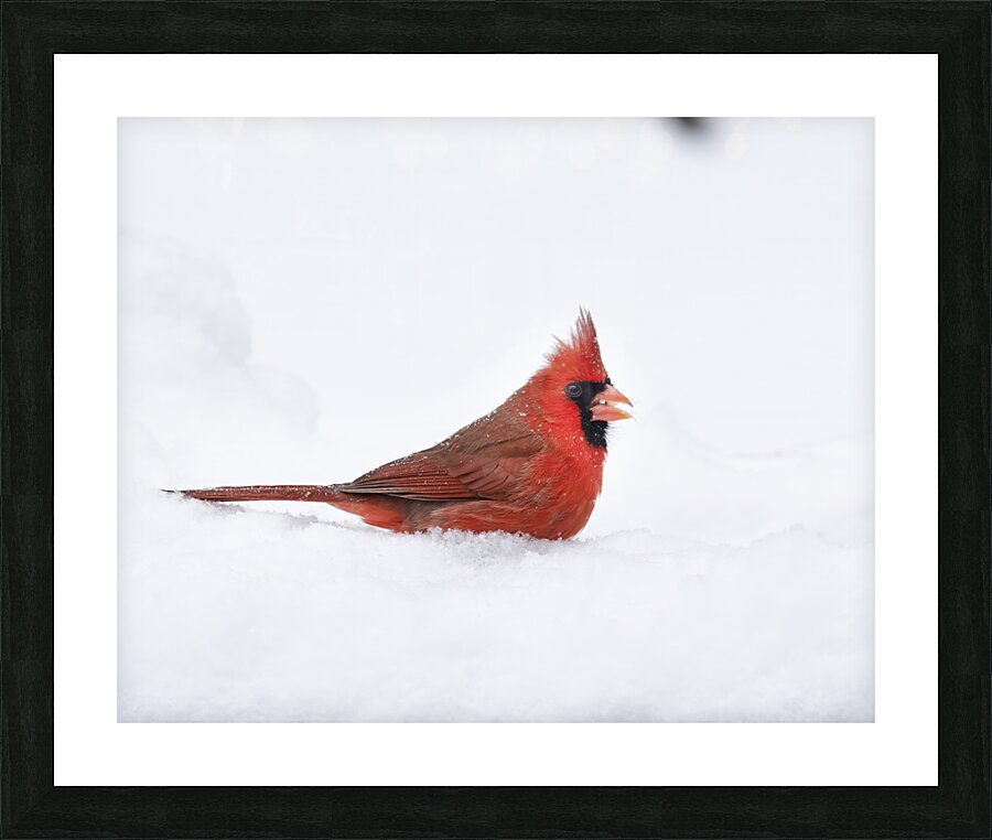 Birds  20 Picture Frame print