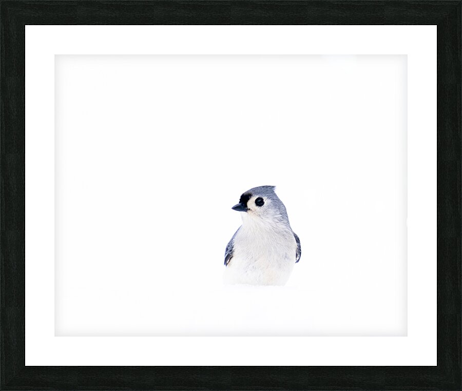 Birds  21 Picture Frame print