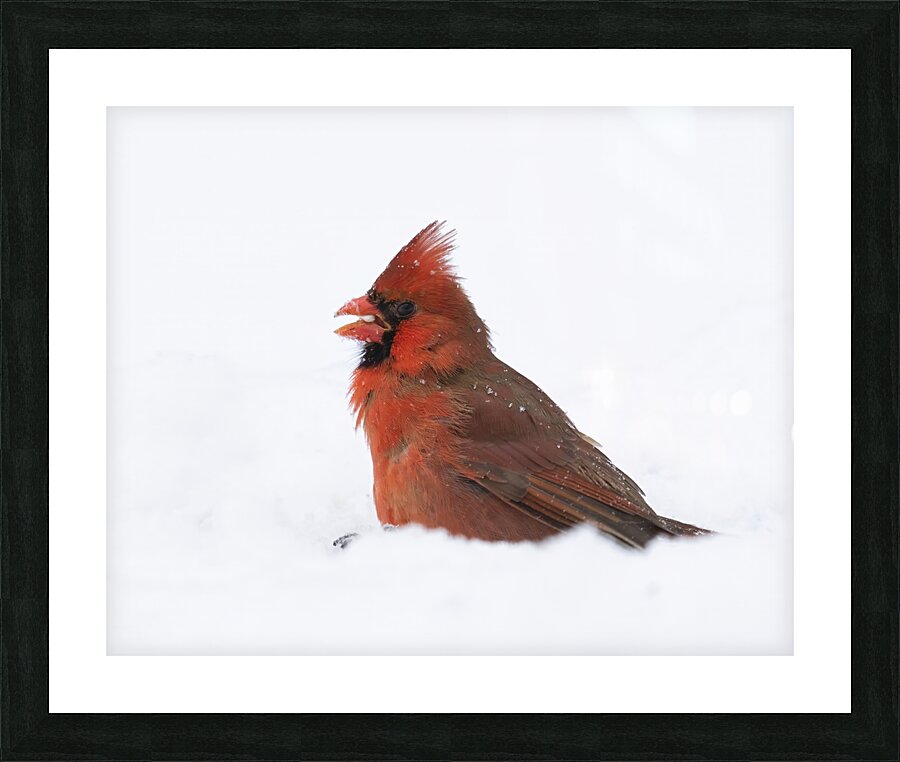 Birds  22 Picture Frame print